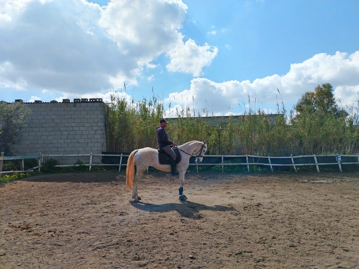 Cavaliere con cavallo bianco