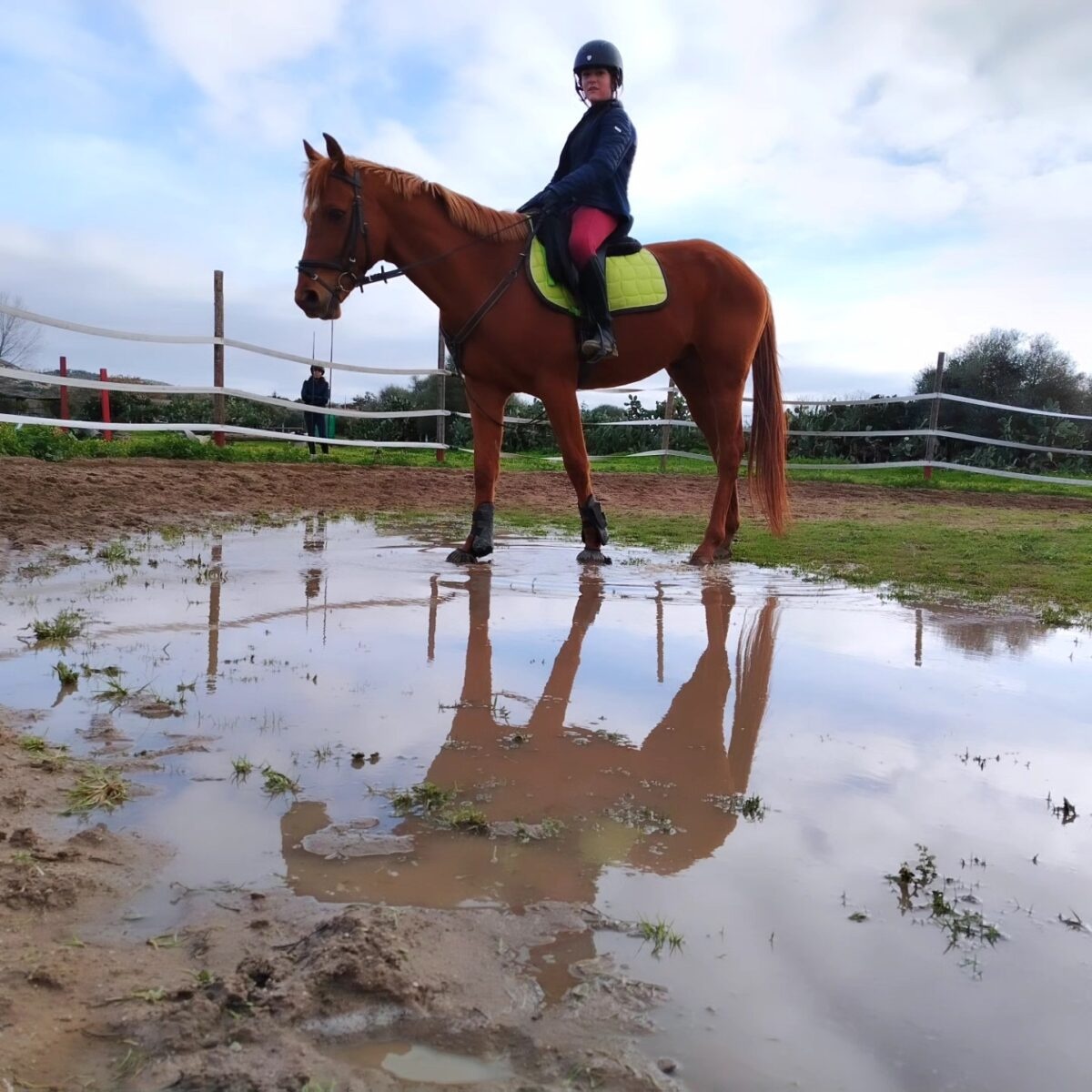 Cavallo nel campo